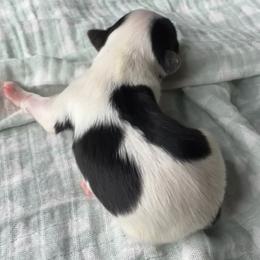Fig (girl 1) - Black tan and white female Biewer Terrier puppy in Las Cruces, New Mexico from De La Rosa Biewers