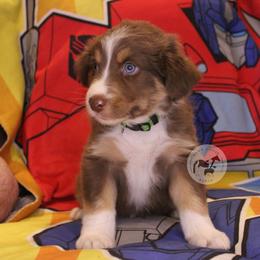 Bumblebee - Red tri-color male Australian Shepherd puppy in Colorado Springs, Colorado from Dawn 2 Dusk Ranch