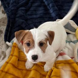 Jeepers - White and tan male Russell Terrier puppy in Viper, Kentucky from Mountain Top