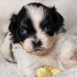 Pinto Bean - Black and tan male Tibetan Spaniel puppy in Vancouver, Washington from Trillium Tibetan Spaniels