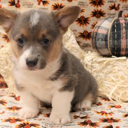 Pembroke Welsh Corgi Puppies from Wild West Corgis of Texas