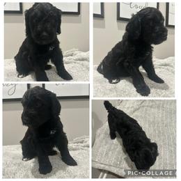 Black Abstract Girl - Black female Goldendoodle puppy in Lancaster, South Carolina from Silver Hill Farm SC