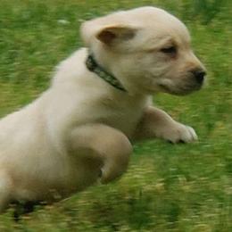 Bullet - Labrador Retriever puppy from Kingdom Kenelz Labradors