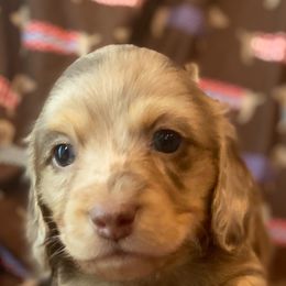 Boy 2 - Chocolate and cream Dachshund puppy in Pacific, Washington from Han&Jan Doxie’s
