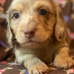 Boy 2 - Chocolate and cream Dachshund puppy in Pacific, Washington from Han&Jan Doxie’s