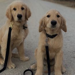 Golden Retrievers from Gigi Salazar's Golden Retrievers
