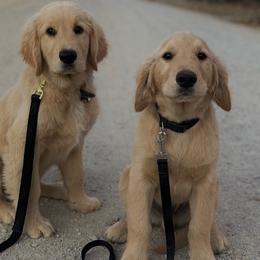Golden Retrievers from Gigi Salazar's Golden Retrievers