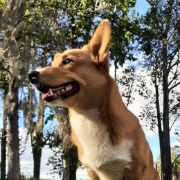 Corkey - Pembroke Welsh Corgi