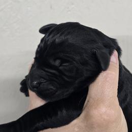 Sliver collar boy - Black male Giant Schnauzer puppy in Billings (Bil), Montana from Kaiser's Giants