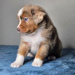 Zoey - Red merle female Miniature Australian Shepherd puppy in Harlingen, Texas from GulfCoastKennels