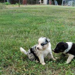 Border Collie Puppies from Soaring Borders Border Collies