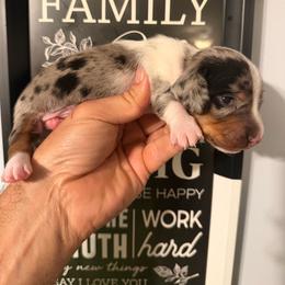 Simply Amazing - Piebald male Dachshund puppy in South Haven, Kansas from Keen's Dachshunds