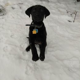 Labrador Retriever Puppies from Bacres Kennels