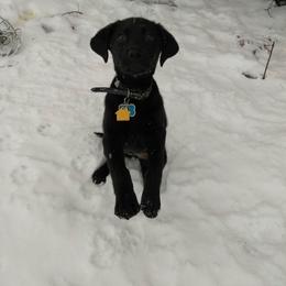 Labrador Retriever Puppies from Bacres Kennels