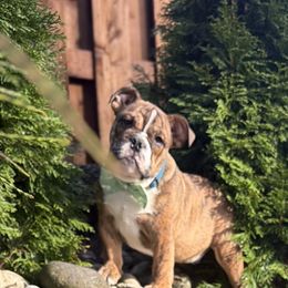 Boogy - Brindle male Bulldog puppy in Marysville, Washington from English Bulldogs WA
