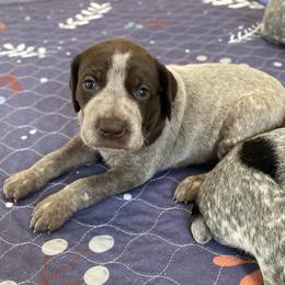 Maggie - Liver and white female German Shorthaired Pointer puppy in Hot Springs, Virginia from Thunder Mountain Gun Dogs