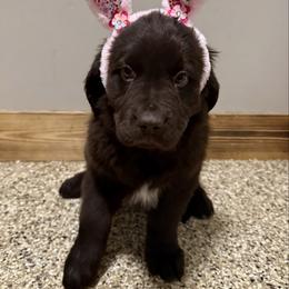 Demi - Brown female Newfoundland puppy in Goodhue, Minnesota from Claypits Newfoundlands