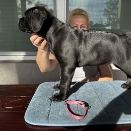 Carly Rose, Girl 4 - Cane Corso puppy from Northgold Cane Corso
