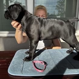 Carly Rose, Girl 4 - Cane Corso puppy from Northgold Cane Corso