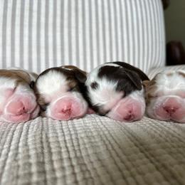 English Springer Spaniel puppies from Wildwood