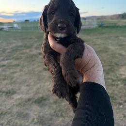 Hash Brown - Brown male Springerdoodle puppy in Clifton, Idaho from Little Mountain Springers, Springerdoodles & Poodles
