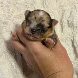 Pumpkin - Chocolate merle female Pomeranian puppy in Franklin, North Carolina from A&J Cutie Pawtooties