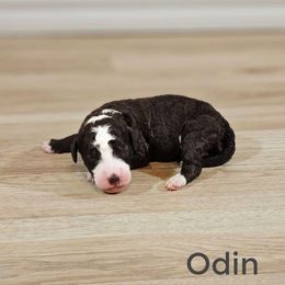 Odin - Brown male Bernedoodle puppy in Guthrie, Oklahoma from Edmond Doodles, LLC