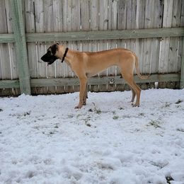 Great Danes from Tundra Rose Kennels