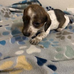 Helen - Piebald female Dachshund puppy in Conroe, Texas from R&M Dachshunds