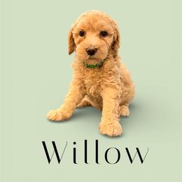 Willow - Cream female Goldendoodle puppy in Macclenny, Florida from Baker County Goldendoodles