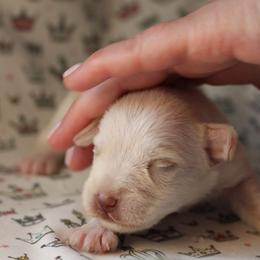 Duchess Pearl Nori - Wheaten female Miniature Schnauzer puppy in Lynchburg, Tennessee from ROYAL PUPS - THRONEBERRY FAMILY FARMS