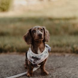 Dachshund and Miniature Schnauzer Puppies from The Bossy Doxie Farm