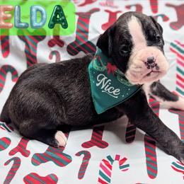 Zelda - Brindle female Boxer puppy in Mountain Home, Idaho from LJK Boxers & Toy Aussies