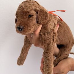 Orange - Red  female Goldendoodle puppy in Naples, Florida from Goldendoodles Of Naples