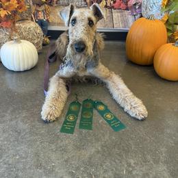 Airedale Terrier puppies from Spindletop Airedale Terriers