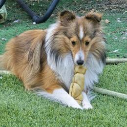 Glori - Toy Shetland Sheepdog