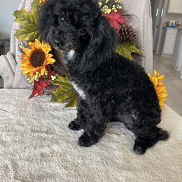 Poodle All Grown Up from Loves Toy Poodles