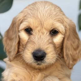 Girl 4 (Hot Pink) - Goldendoodle puppy in Monmouth, Oregon from Mother of Doodles