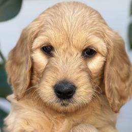 Girl 4 (Hot Pink) - Goldendoodle puppy in Monmouth, Oregon from Mother of Doodles