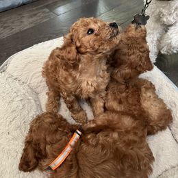 Poodle Puppies from Polina Walker's Poodles