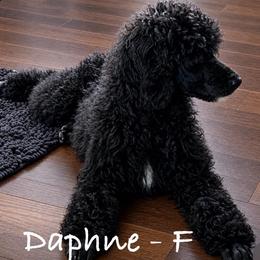 Daphne - Blue female Poodle puppy in Greenwich, New York from MizzElle’s Standard Poodles