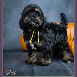 December - Black and tan female Cockapoo puppy in Connersville, Indiana from Deaz Doodle Ranch