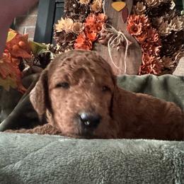 Pugsley - Green collar - Red  male Goldendoodle puppy in Puyallup, Washington from Dawnie’s Doodles