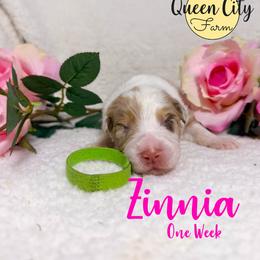 Zinnia - Red merle female Australian Shepherd puppy in Falmouth, Kentucky from Queen City Farm