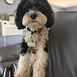 Toby - Cavapoo