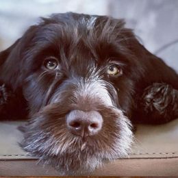 Wirehaired Pointing Griffon Puppies from Longleaf Griffons
