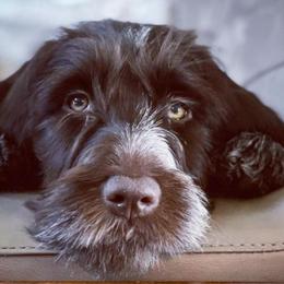 Wirehaired Pointing Griffon Puppies from Longleaf Griffons