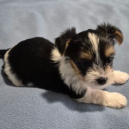 Puppy 3 - Parti male Yorkshire Terrier puppy in Newnan, Georgia from Yorkie Tales