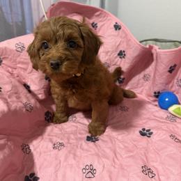 Destiny - Red female Cavapoo puppy in Fort Worth, Texas from Aloha Paradise Poodles LLC