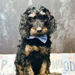 Boots - Phantom male Goldendoodle puppy in Pasco, Washington from Camp Doodle Woods
